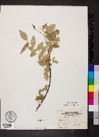 Zanthoxylum americanum image