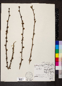 Zanthoxylum americanum image