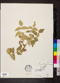 Zanthoxylum clava-herculis image