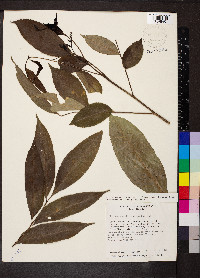 Zanthoxylum acuminatum image