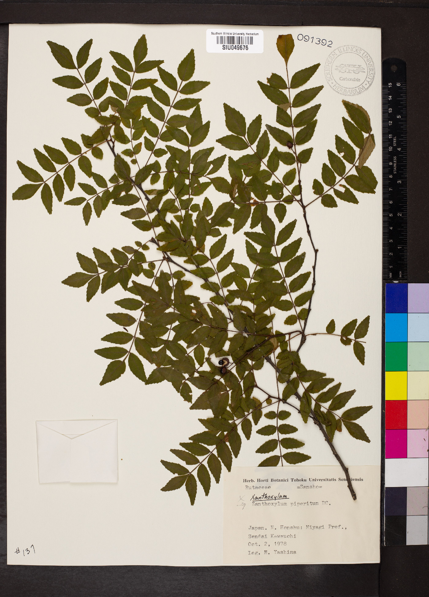 Zanthoxylum bungeanum image