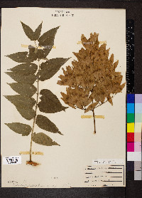 Ailanthus altissima image