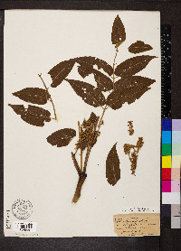 Ailanthus altissima image