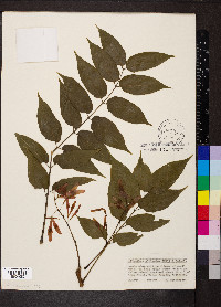 Ailanthus altissima image