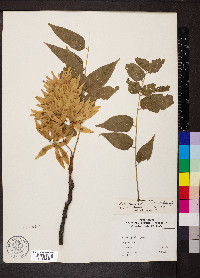 Ailanthus altissima image