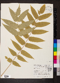 Ailanthus altissima image