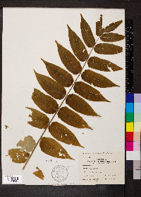 Ailanthus altissima image