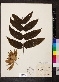 Ailanthus altissima image