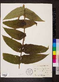 Ailanthus altissima image