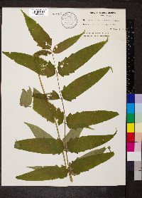 Ailanthus altissima image