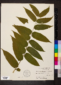 Ailanthus altissima image