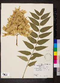 Ailanthus altissima image