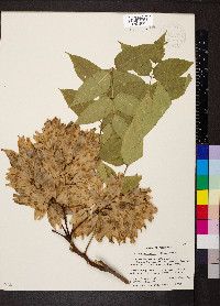 Ailanthus altissima image