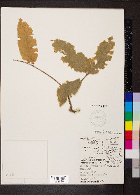 Picrasma excelsa image