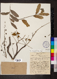 Simarouba versicolor image