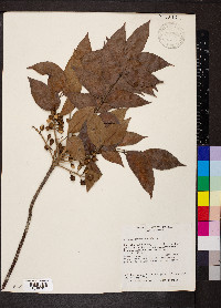 Bursera simaruba image