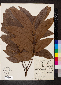 Swietenia macrophylla image