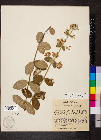Banisteriopsis campestris image