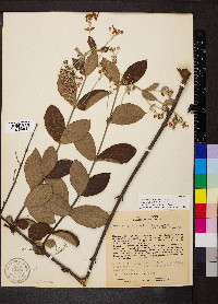 Banisteriopsis campestris image