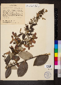 Banisteriopsis laevifolia image