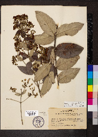 Banisteriopsis laevifolia image