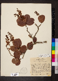 Byrsonima coccolobifolia image