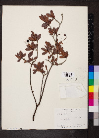 Byrsonima lucida image