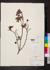Byrsonima lucida image