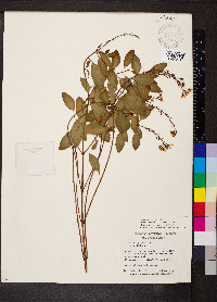 Galphimia gracilis image