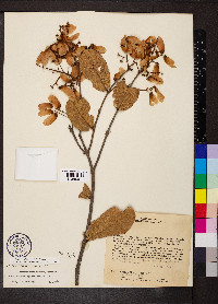 Heteropterys byrsonimifolia image