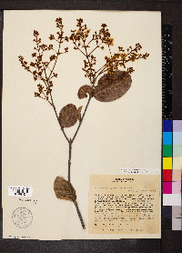 Heteropterys byrsonimifolia image