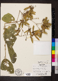 Tetrapterys tinifolia image