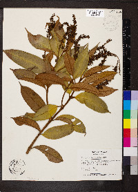 Vochysia ferruginea image