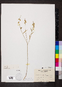 Asemeia grandiflora image