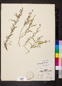 Asemeia grandiflora image