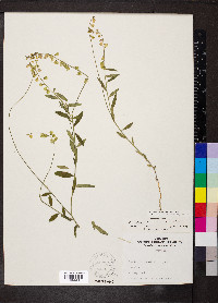 Asemeia grandiflora image