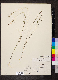 Asemeia grandiflora image