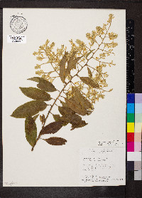 Bredemeyera floribunda image