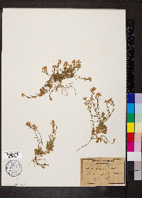 Polygala calcarea image