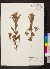 Acalypha gracilens image