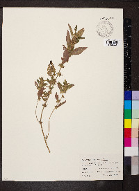 Acalypha gracilens image