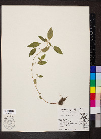 Acalypha gracilens image