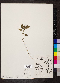 Acalypha gracilens image