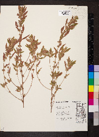Acalypha gracilens image