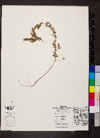Acalypha gracilens image