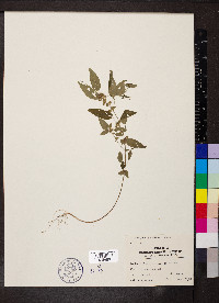 Acalypha gracilens image