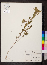 Acalypha gracilens image