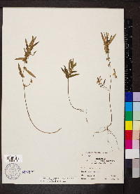 Acalypha monococca image