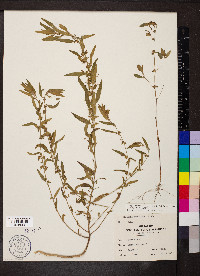 Acalypha monococca image