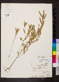 Acalypha monococca image